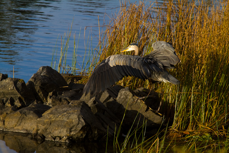 Great Blue Heron